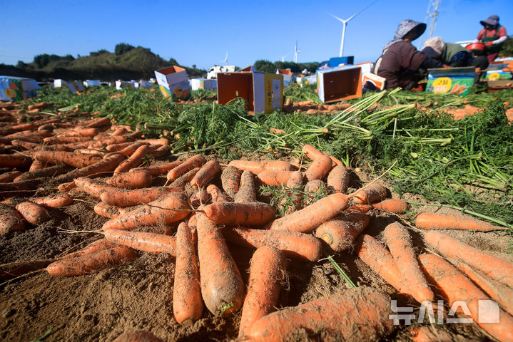 [제주=뉴시스] 우장호 기자 = 전국 최대 당근 산지인 제주시 구좌읍에서 농민들이 제철 당근을 수확하고 있는 모습. (사진=뉴시스 DB) 2025.12.30. photo@newsis.com