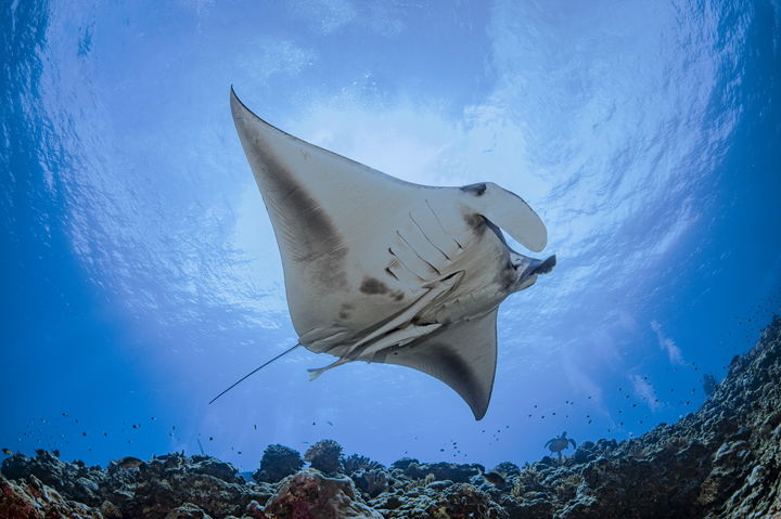 현존하는 가오리 중 가장 큰 '대왕쥐가오리'[1월 해양생물]