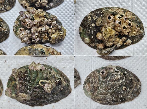 [부산=뉴시스] 부착생물 저감장치 설치 전후 비교 모습. 부착생물 저감장치 설치 전(위), 부착생물 저감장치 설치 후(아래). (사진=국립수산과학원 제공) 2025.12.30. photo@newsis.com *재판매 및 DB 금지