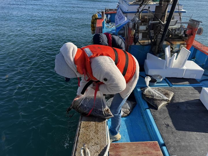 [부산=뉴시스] 경남 사천시 신수도 인근 해역에 해삼 종자 7만9000여 마리가 방류되고 있다. (사진=한국수산자원공단 제공) 2025.12.30. photo@newsis.com *재판매 및 DB 금지