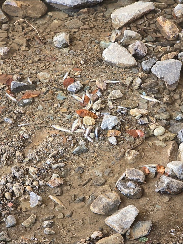 [부산=뉴시스] 이달 12일 부산 강서구 지사천에서 물고기가 집단 폐사해 떠오른 모습. (사진=김정용 강서구 의회 의원 제공) 2025.12.30. photo@newsis.com *재판매 및 DB 금지