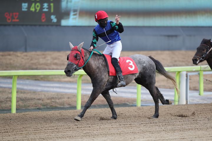 [제주=뉴시스] 27일 렛츠런파크 제주에서 열린 '제33회 제주일마배 대상경주'에서 우승을 차지한 '드림매직'과 강수한 기수가 세레머니를 하고 있다. (사진=한국마사회제주본부 제공) 2025.12.31. photo@newsis.com *재판매 및 DB 금지