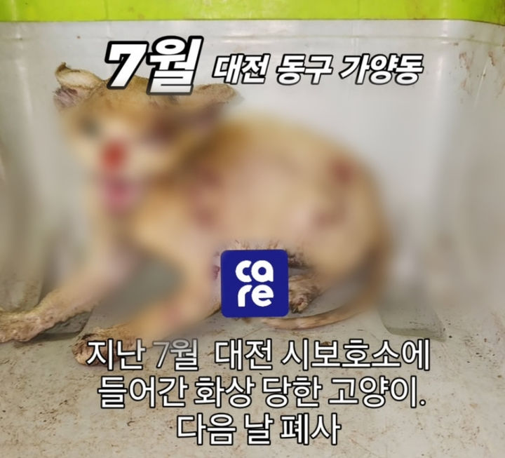 [뉴시스] 대전 동구 일대에서 길고양이들에게 불을 붙이는 잔혹한 학대 사건이 반복적으로 발생해 동물권단체 '케어'가 대응에 나섰다. (사진 = 케어 누리집 캡처) 2025.12.31. *재판매 및 DB 금지