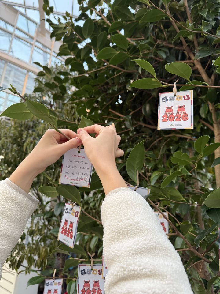 [대전=뉴시스] 국립세종수목원이 2026년 새해를 맞아 '소원나무 이벤트'를 진행한다.(사진=한국수목원정원관리원 제공) *재판매 및 DB 금지