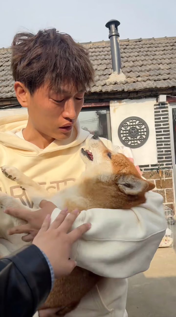 [뉴시스] 중국 인기 시바견이 독극물을 먹고 죽은 뒤 주인이 슬퍼하고 있는 모습. (사진=샤오홍슈) 2025.12.31 *재판매 및 DB 금지