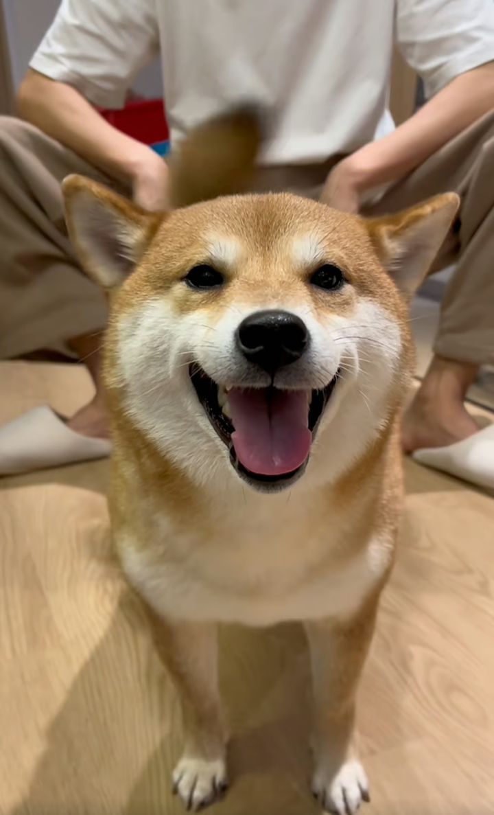 [뉴시스] 중국 인기 시바견 페파. (사진=샤오홍슈) 2025.12.31 *재판매 및 DB 금지