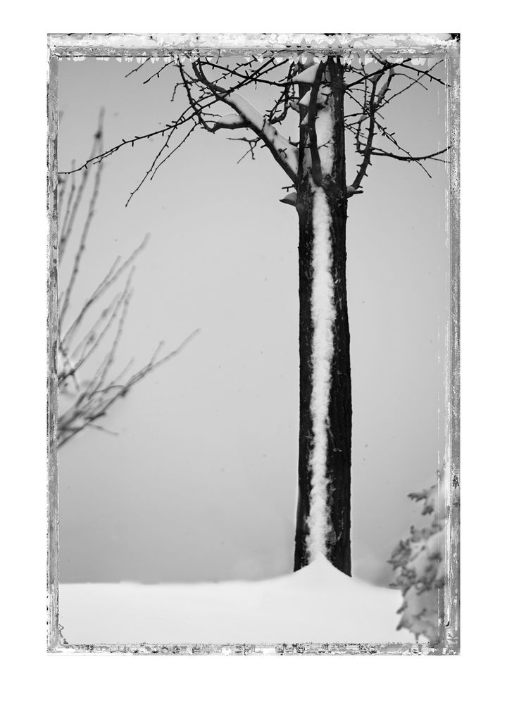 김중만, THE ONE AND ONLY DAY THE SNOW STAYED 2010 *재판매 및 DB 금지