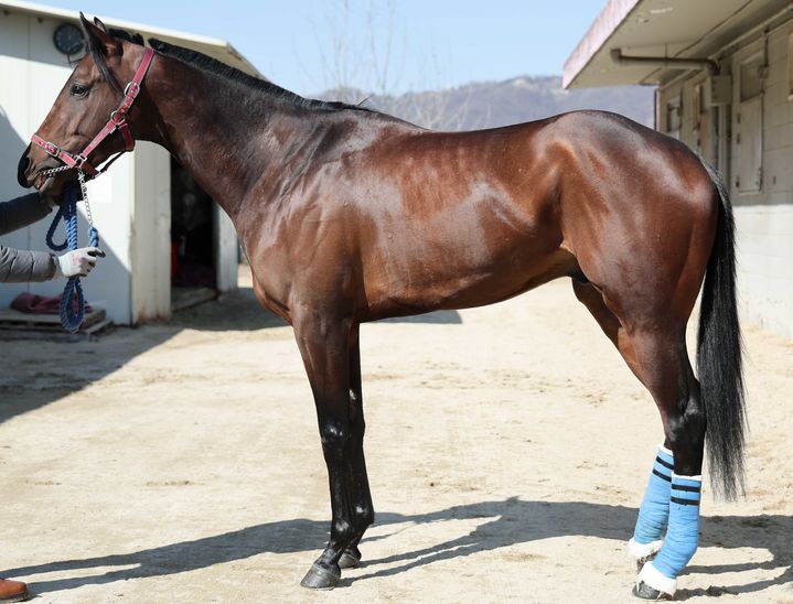 [서울=뉴시스] 오는 4일 렛츠런파크 서울 제11경주에 출전하는 '원펀치드래곤'. (사진=한국마사회 제공) *재판매 및 DB 금지