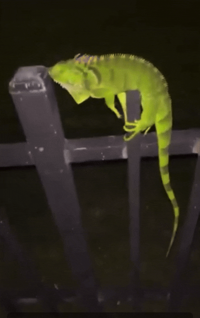 [뉴시스]플로리다 남동부에 위치한 마이애미에서 이구아나가 얼어붙은 채로 발견됐다. (영상 = @DylanFedericoWX 갈무리) *재판매 및 DB 금지