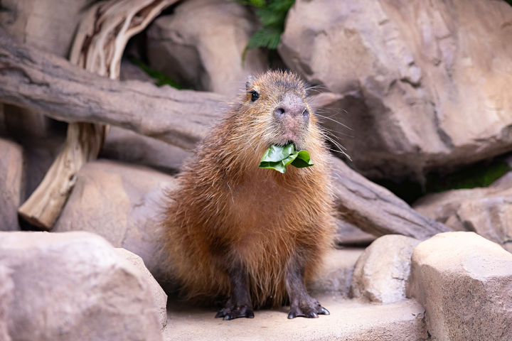 롯데월드 아쿠아리움의 카피바라 *재판매 및 DB 금지