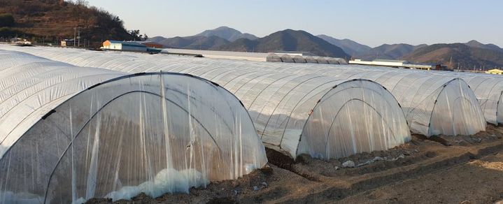 농진청, 겨울철 시설감자 안정 생산 관리 요령 제시…"저온 주의"