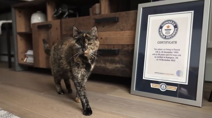 '사람 나이로 136세' 고양이, 기네스 기록 연장…장수 비결은?