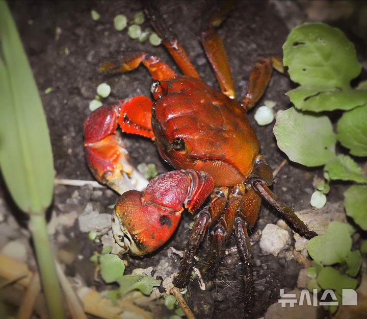 기후부, 1월 멸종위기 야생생물 '붉은발말똥게' 선정