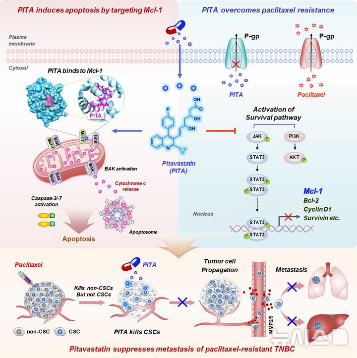 [서울=뉴시스] 피타바스타틴은 Mcl-1 단백질의 BH3 결합 부위에 직접 작용해 암세포의 미토콘드리아 기능을 붕괴시키고 세포 사멸을 유도한다. 동시에 P-당단백질(P-glycoprotein) 및 AKT·STAT3 생존 신호 경로를 억제함으로써 파클리탁셀 내성 암세포와 암줄기세포를 효과적으로 제거하고, 종양 재발과 전이를 효과적으로 억제한다. (사진= 고려대학교 구로병원 제공)