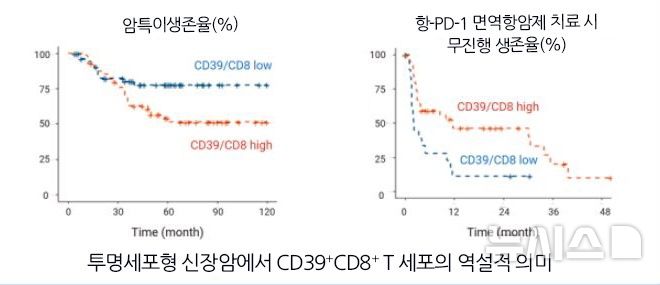 "암 공격과 면역억제 동시 유발"…T세포 양면성 첫 규명
