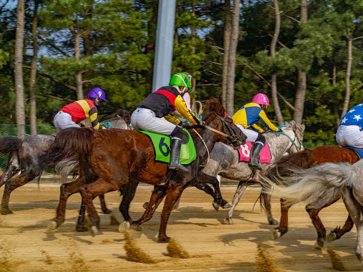[제주=뉴시스] 렛츠런파크 제주 경마 모습. (사진=한국마사회 제주본부 제공) 2026.01.05. photo@newsis.com *재판매 및 DB 금지