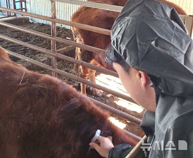 인천 강화 소 사육농장서 올해 첫 구제역 발생