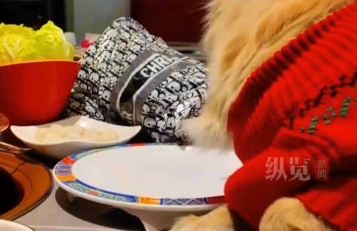 [뉴시스] 중국 베이징의 한 유명 식당에서 접시에 담긴 음식을 반려견이 먹도록 한 여성 손님의 영상. (사진=QQ닷컴) 2026.1.5 *재판매 및 DB 금지