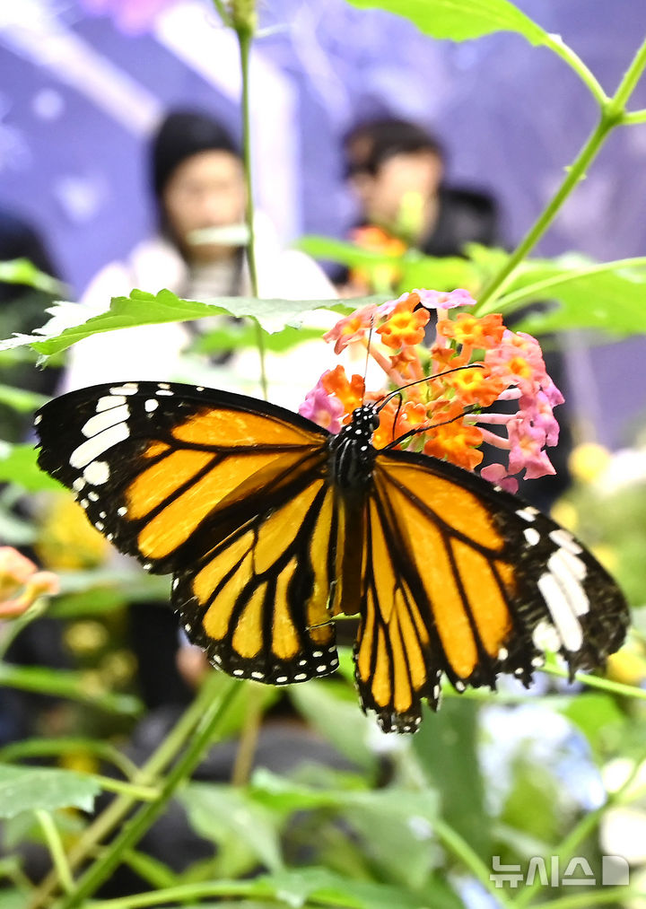 [용인=뉴시스] 김종택 기자 = 절기상 소한인 5일 경기 용인시 에버랜드 나비의 꿈꾸는 정원을 찾은 어린이들이 봄의 전령 나비를 살펴보고 있다. 2026.01.05. jtk@newsis.com