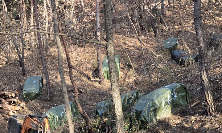 [안동=뉴시스] 소나무재선충병 훈증더미 (사진=안동시 제공) 2026.01.06. photo@newsis.com *재판매 및 DB 금지