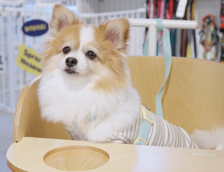 국무조정실 "반려동물 정책 담당 부처 다음달 확정"