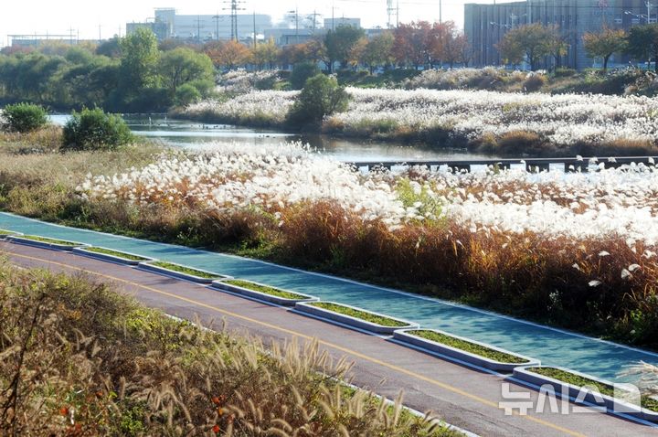 [오산=뉴시스] 오산천 울억새 모습 (사진=오산시 제공)2026.01.06.photo@newsis.com 
