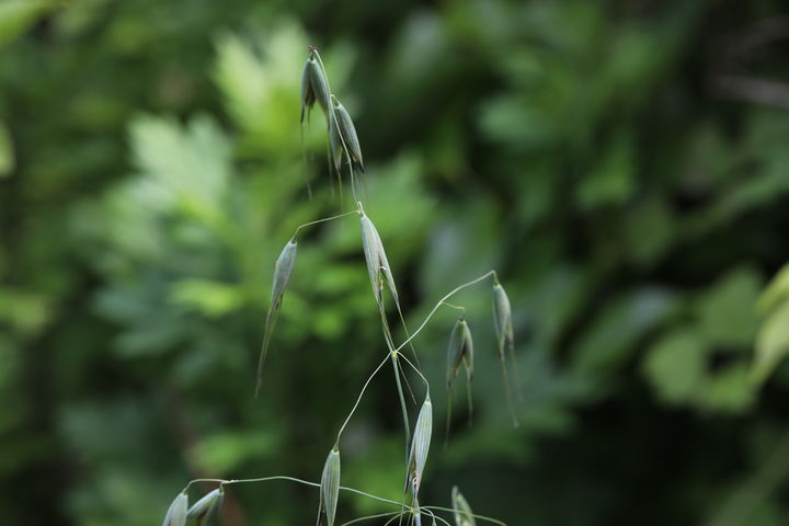 [목포=뉴시스]서남해안 야생귀리. (사진=국립호남권생물자원관 제공) 2026.01.07. photo@newsis.com *재판매 및 DB 금지