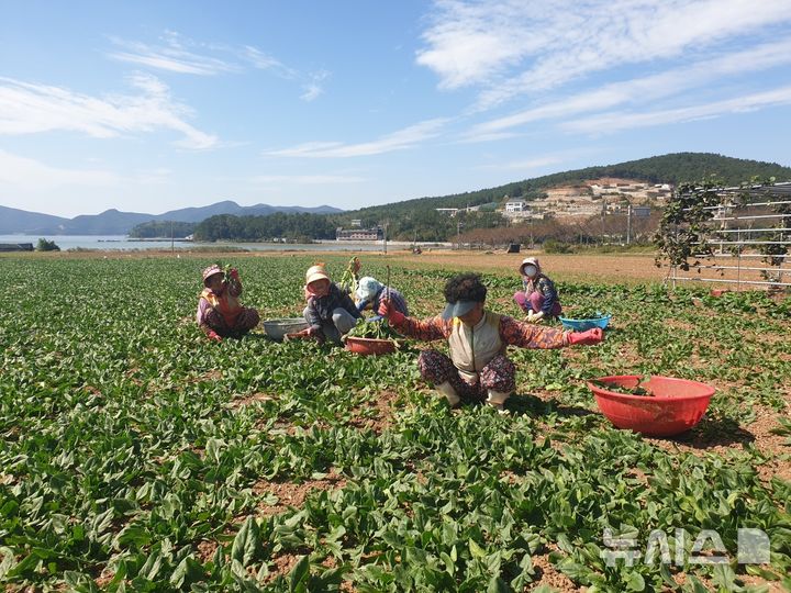 [고성=뉴시스] 지난 2025년 해풍맞고 자란 노지 시금치 수확 모습. (사진=뉴시스 DB). photo@newsis.com 