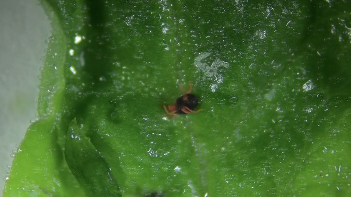 [고성=뉴시스] 시금치 재배지 보리응애 모습. (사진=고성군 제공) 2026.01.07. photo@newsis.com *재판매 및 DB 금지