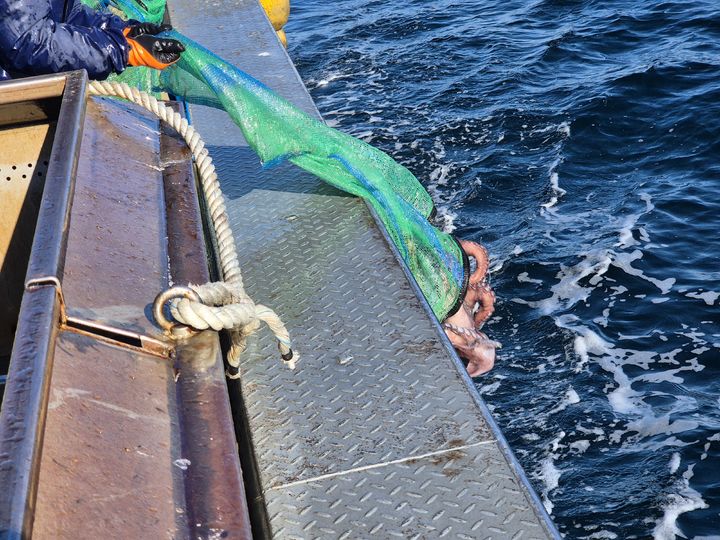 [부산=뉴시스] 한국수산자원공단 동해본부가 30일 강원도 고성군 저도어장 해역에 어미 대문어 2.9t(135마리)을 첨가하고 있다. (사진=한국수산자원공단 제공) 2025.12.30. photo@newsis.com *재판매 및 DB 금지