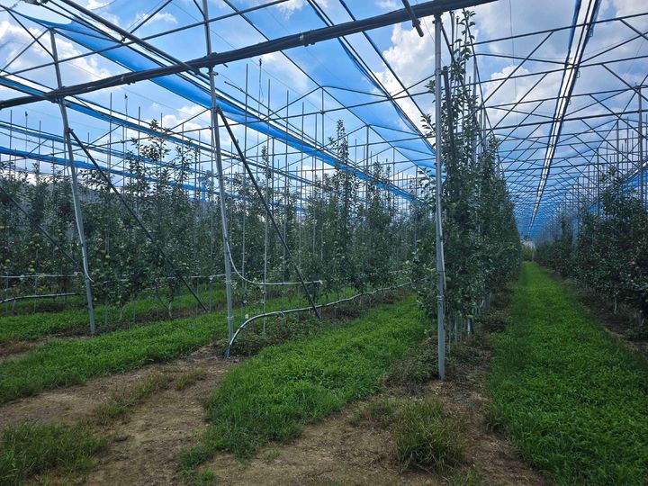 [안동=뉴시스] 의성 노지 스마트 사과원. (사진=경북도 제공) 2026.01.07. photo@newsis.com *재판매 및 DB 금지