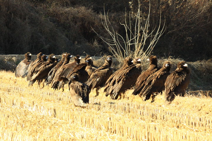 [남원=뉴시스] 겨울을 나고자 2년 연속 남원들녘에 찾아 든 독수리들. *재판매 및 DB 금지