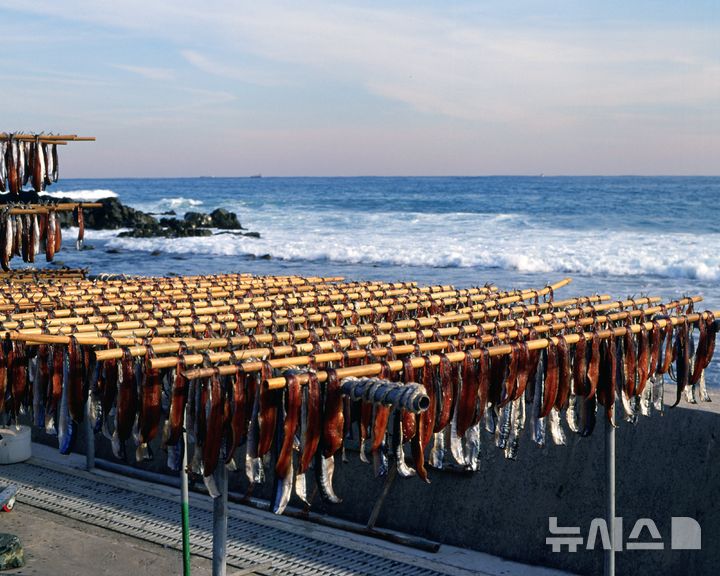 [포항=뉴시스] 포항 구룡포 과메기 덕장. (사진=뉴시스 DB). photo@newsis.com 