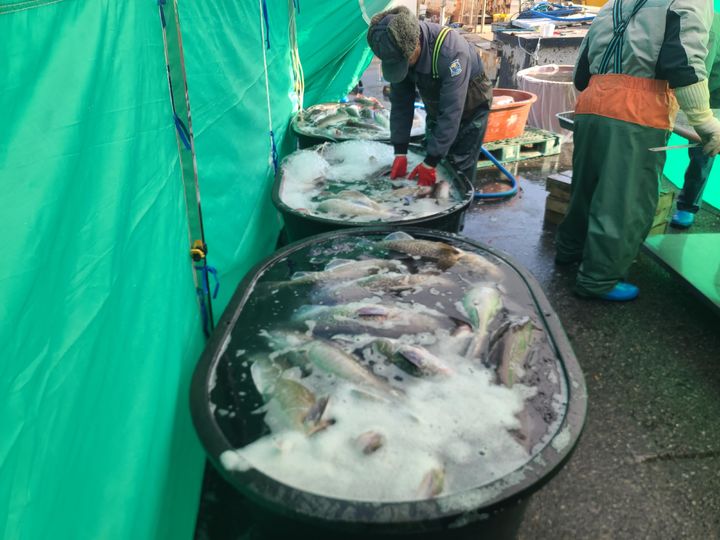 대구 친어 모습.(사진=경남도 제공) *재판매 및 DB 금지