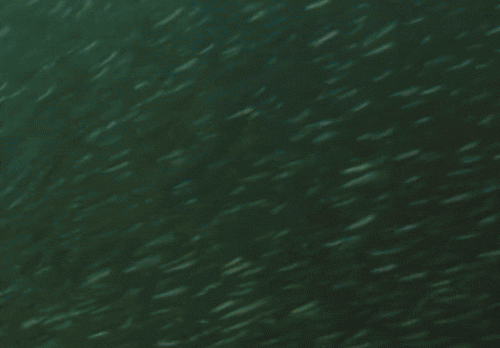 기름 유출인 줄…브라질 유명 해변 덮친 '검은 물결'의 정체