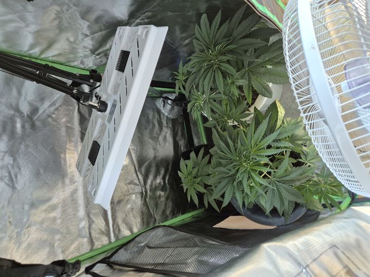 [서울=뉴시스] 태국에서 밀수한 대마초씨를 집에서 재배한 30대 남성이 세관 당국에 검거됐다. 이 남성은 대마초 구매비용에 부담을 느껴 집접 대마초를 집에서 키워 규모를 확대할 목적이었던 것으로 전해졌다. 사진은 A씨가 집에서 재배하다 적발된 대마초. 2026.01.08. (사진=인천공항본부세관 제공) photo@newsis.com *재판매 및 DB 금지