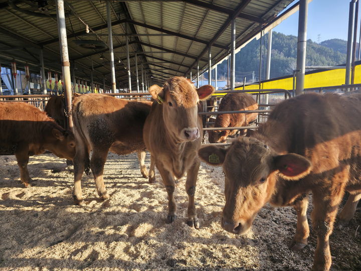 무주 한우 *재판매 및 DB 금지