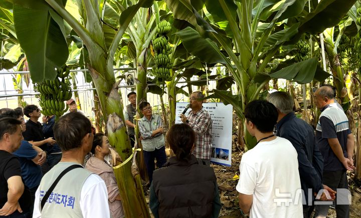 [포항=뉴시스] 경북 포항시 북구 흥해읍 만강바나나농장에서 농업인들이 지역 아열대 농업 기술을 벤치마킹하고 있다. (사진=포항시 제공) 2026.01.08. photo@newsis.com