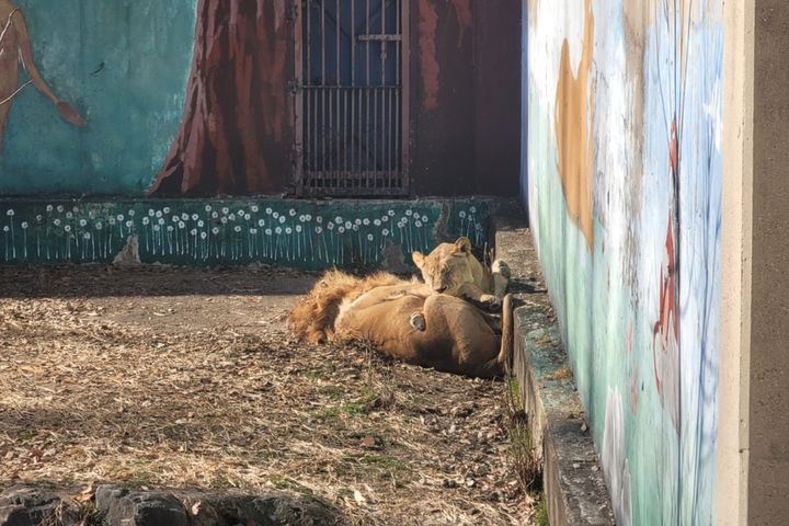 [대구=뉴시스] 이상제 기자 = 추위가 이어지고 있는 8일 대구 중구 달성공원 동물원에서 동물들이 햇볕을 쬐며 쉬고 있다. 2026.01.08. king@newsis.com *재판매 및 DB 금지