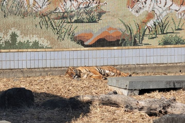 [대구=뉴시스] 이상제 기자 = 추위가 이어지고 있는 8일 대구 중구 달성공원 동물원에서 동물들이 햇볕을 쬐며 쉬고 있다. 2026.01.08. king@newsis.com *재판매 및 DB 금지