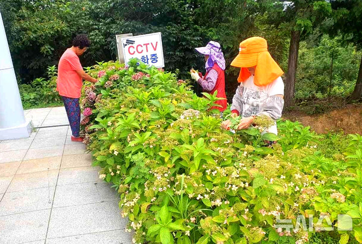 [나주=뉴시스] 나주시가 지난해 하반기 추진한 지역공동체일자리사업 참가자들이 동강면 소재 영산강 한반도 지형 전망대 주변에 핀 수국을 가꾸고 있다. (사진=나주시 제공) photo@newsis.com *재판매 및 DB 금지