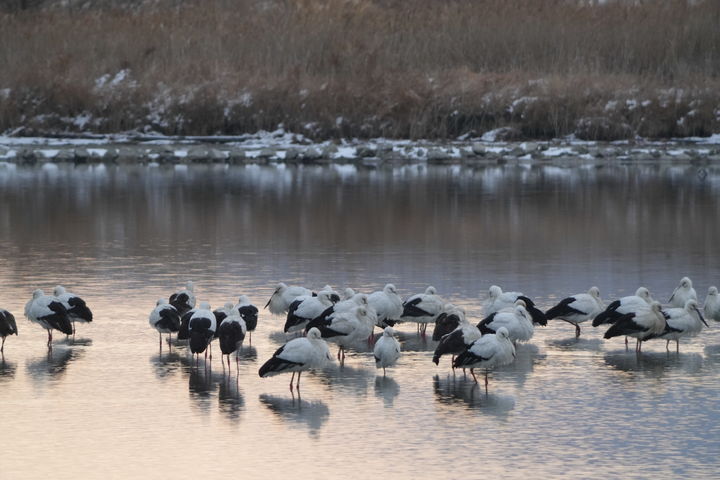 [고창=뉴시스] 고창 해리천에서 월동 중인 '황새' 무리. *재판매 및 DB 금지