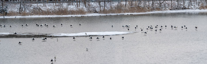 [고창=뉴시스] 고창 해리천에서 월동 중인 '황새' 무리. *재판매 및 DB 금지