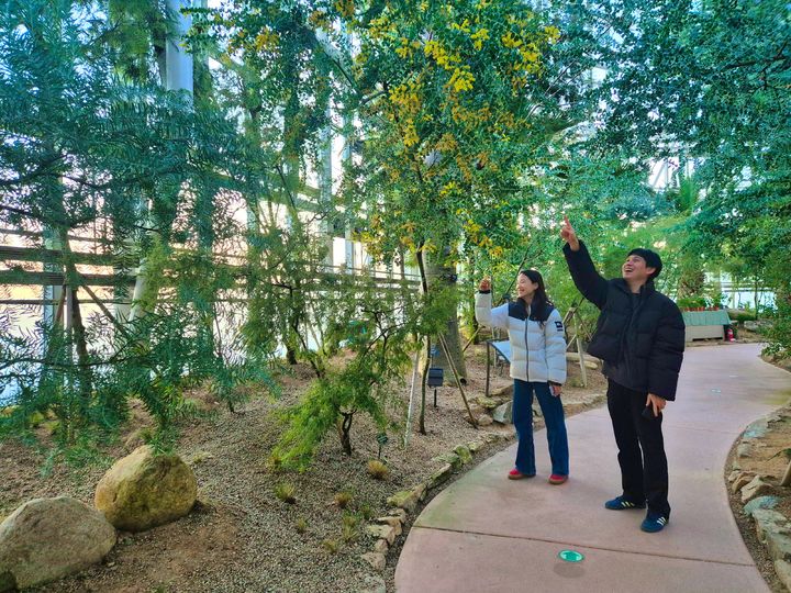 [대전=뉴시스] 국립세종수목원 지중해온실에서 활짝 핀 아카시아(Acacia Podalyriifolia) 꽃을 만날 수 있다.(사진=한국수목원정원관리원 제공) *재판매 및 DB 금지