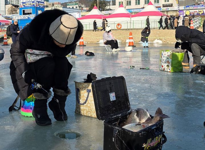 사진은 9일 개막된 홍천강꽁꽁축제장 얼음낚시터에서 인삼먹은 송어 를 낚아 올리는 관광객. syi23@newsis.com *재판매 및 DB 금지