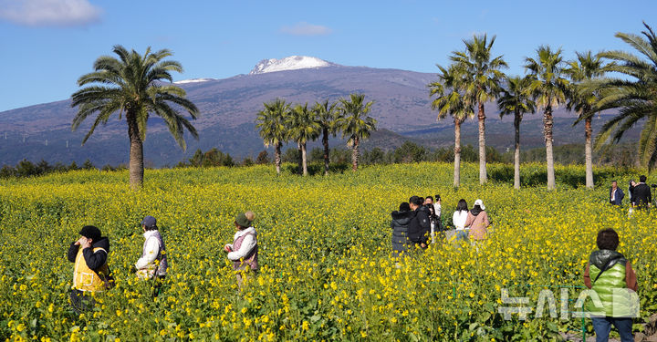 [서귀포=뉴시스] 우장호 기자 = 맑은 날씨를 보인 9일 오전 제주 서귀포시 남원읍 휴애리자연생활공원을 찾은 관광객들이 활짝 피어난 유채꽃을 감상하며 한겨울 속 봄 정취를 만끽하고 있다. 기상청에 따르면 주말인 10일부터 서서히 찬 대륙고기압의 영향을 받아 전국에 큰 추위가 찾아오고, 11일에는 남부와 제주를 중심으로 많은 눈이 내릴 것으로 예측됐다. 2026.01.09. woo1223@newsis.com