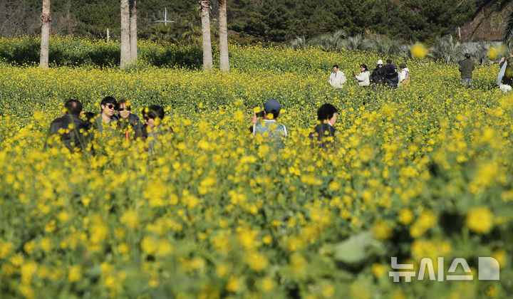 [서귀포=뉴시스] 우장호 기자 = 맑은 날씨를 보인 9일 오전 제주 서귀포시 남원읍 휴애리자연생활공원을 찾은 관광객들이 활짝 피어난 유채꽃을 감상하며 한겨울 속 봄 정취를 만끽하고 있다. 기상청에 따르면 주말인 10일부터 서서히 찬 대륙고기압의 영향을 받아 전국에 큰 추위가 찾아오고, 11일에는 남부와 제주를 중심으로 많은 눈이 내릴 것으로 예측됐다. 2026.01.09. woo1223@newsis.com