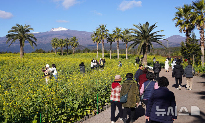 [서귀포=뉴시스] 우장호 기자 = 맑은 날씨를 보인 9일 오전 제주 서귀포시 남원읍 휴애리자연생활공원을 찾은 관광객들이 활짝 피어난 유채꽃을 감상하며 한겨울 속 봄 정취를 만끽하고 있다.&nbsp; 기상청에 따르면 주말인 10일부터 서서히 찬 대륙고기압의 영향을 받아 전국에 큰 추위가 찾아오고, 11일에는 남부와 제주를 중심으로 많은 눈이 내릴 것으로 예측됐다. 2026.01.09. woo1223@newsis.com