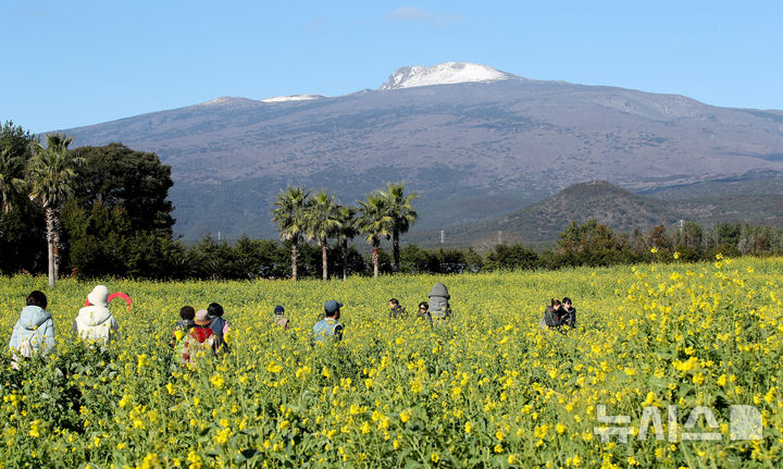[서귀포=뉴시스] 우장호 기자 = 맑은 날씨를 보인 9일 오전 제주 서귀포시 남원읍 휴애리자연생활공원을 찾은 관광객들이 활짝 피어난 유채꽃을 감상하며 한겨울 속 봄 정취를 만끽하고 있다. 기상청에 따르면 주말인 10일부터 서서히 찬 대륙고기압의 영향을 받아 전국에 큰 추위가 찾아오고, 11일에는 남부와 제주를 중심으로 많은 눈이 내릴 것으로 예측됐다. 2026.01.09. woo1223@newsis.com