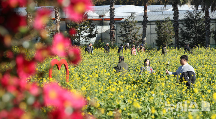 한겨울 속 봄 정취 [뉴시스Pic]
